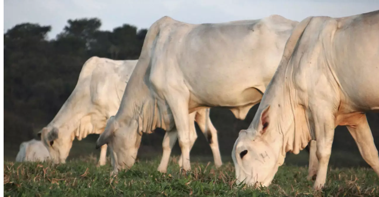 Como escolher o capim ideal para nutrição do gado na fazenda 